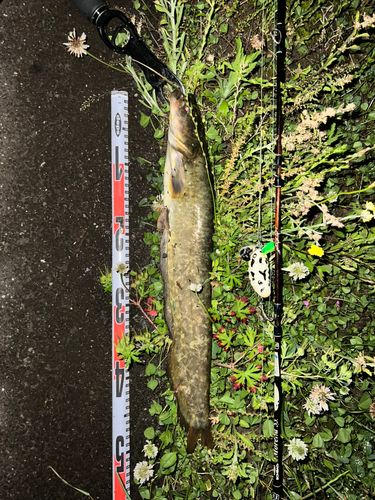 ナマズの釣果