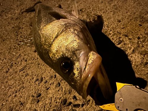 マルスズキの釣果