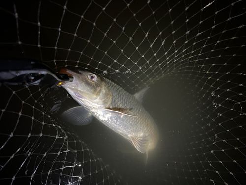 ニゴイの釣果