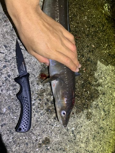 マアナゴの釣果