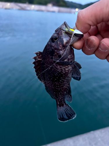 マゾイの釣果