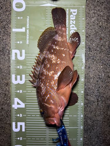 キジハタの釣果