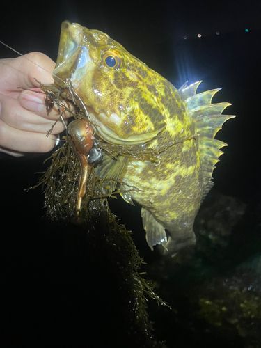 タケノコメバルの釣果