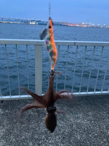 タコの釣果
