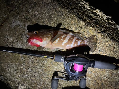 アコウの釣果