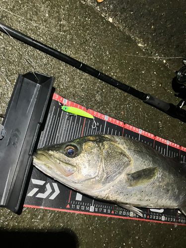 シーバスの釣果