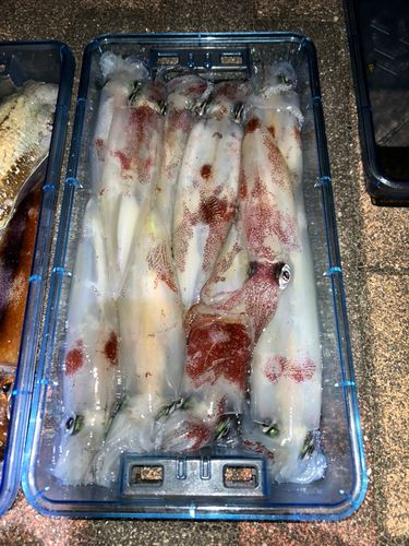 アカイカの釣果