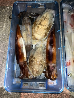 スルメイカの釣果
