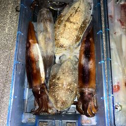 スルメイカ