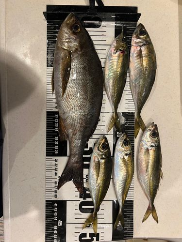 イサキの釣果
