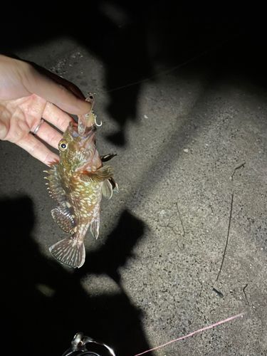 カサゴの釣果