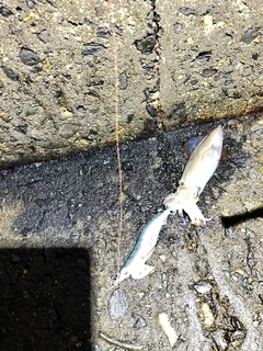 ケンサキイカの釣果