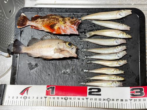 シロギスの釣果