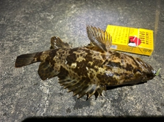タケノコメバルの釣果