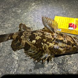 タケノコメバル