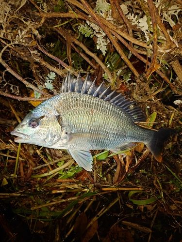 キビレの釣果