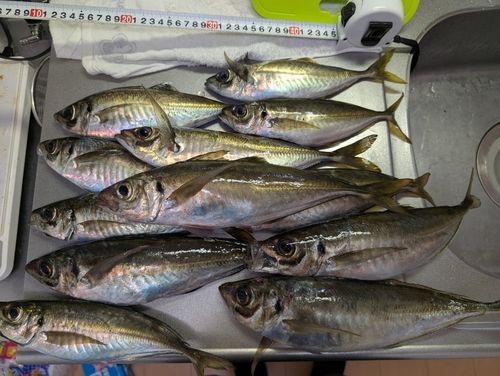 マアジの釣果