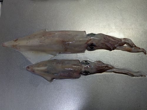 シロイカの釣果