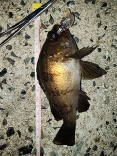 メバルの釣果