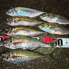 アジの釣果