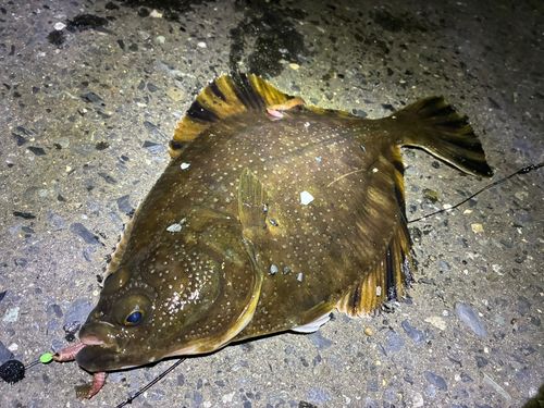 ヌマガレイの釣果