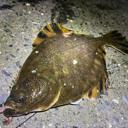 ヌマガレイ