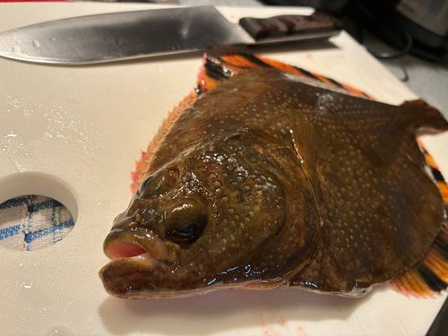 ヌマガレイの釣果
