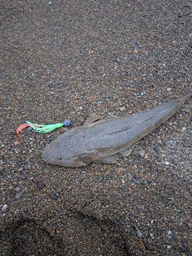 マゴチの釣果