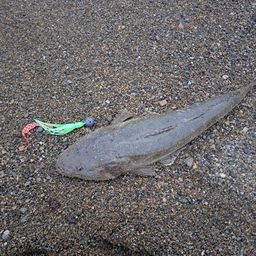 マゴチ