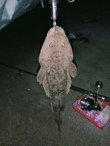 マゴチの釣果