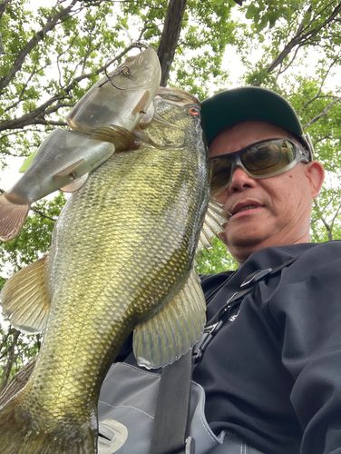 ブラックバスの釣果