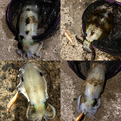 アオリイカの釣果