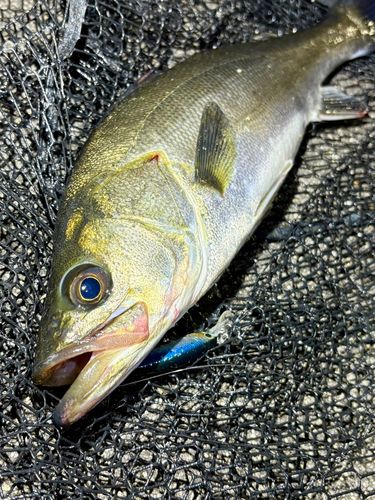 フッコ（マルスズキ）の釣果