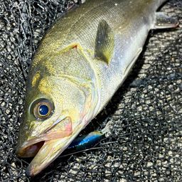 フッコ（マルスズキ）