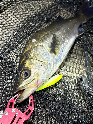 フッコ（マルスズキ）の釣果