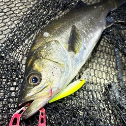 フッコ（マルスズキ）