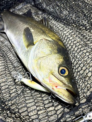 フッコ（マルスズキ）の釣果