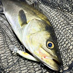 フッコ（マルスズキ）