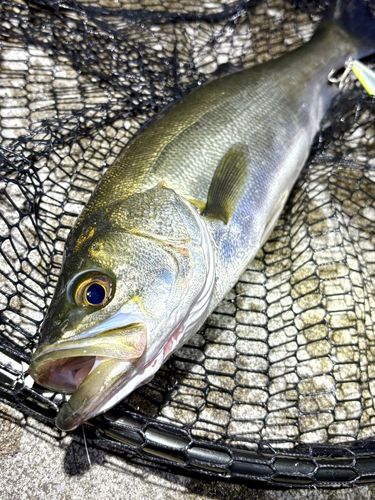 フッコ（マルスズキ）の釣果