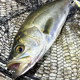 フッコ（マルスズキ）