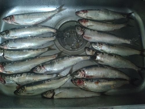 ニシンの釣果