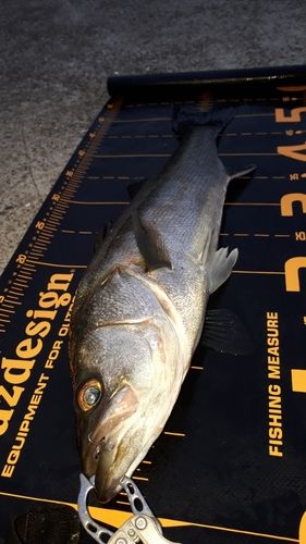 シーバスの釣果