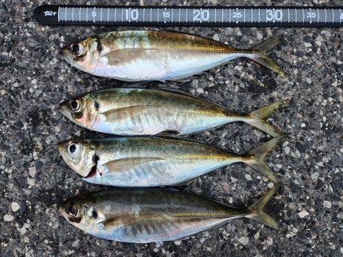 アジの釣果