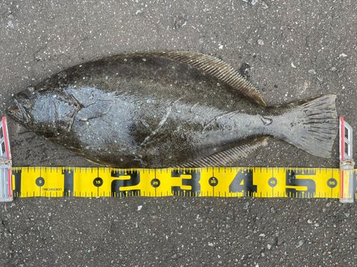 ヒラメの釣果