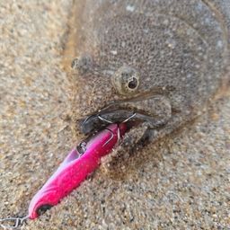 ヒラメ