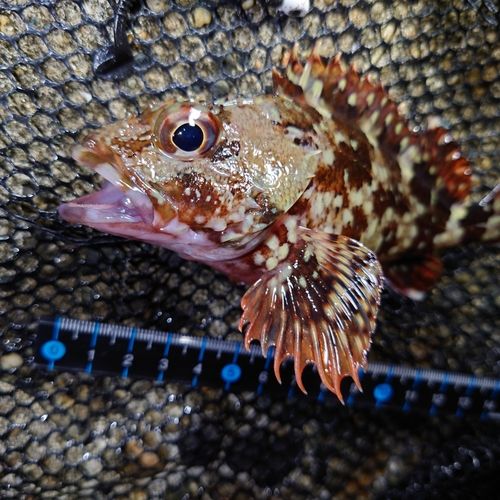 カサゴの釣果