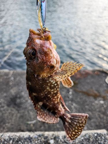 カサゴの釣果