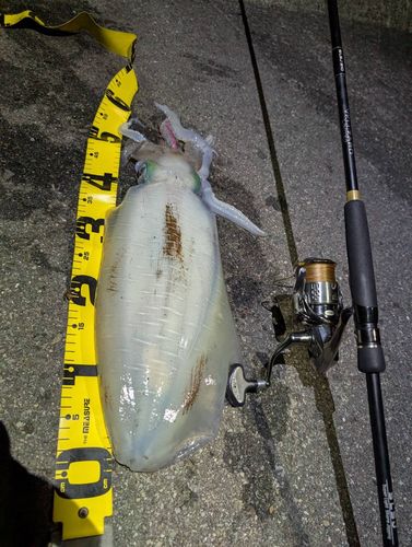 アオリイカの釣果