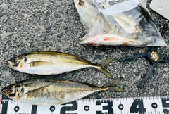 アジの釣果
