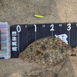 ヒラメ